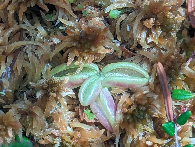 Hairy Butterwort photo 5