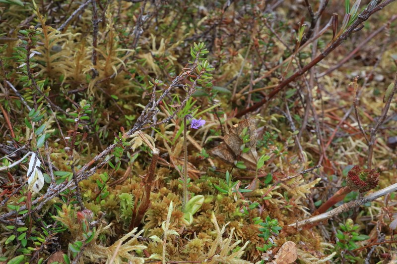 Hairy Butterwort photo 6