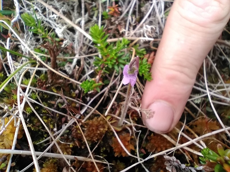 Hairy Butterwort photo 7