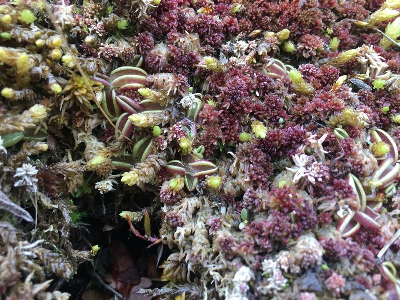 Hairy Butterwort photo 8