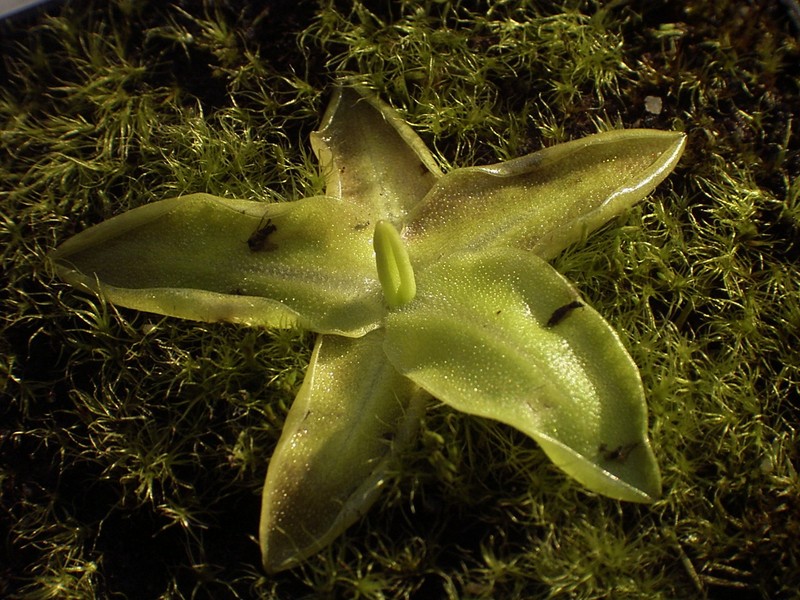 Common Butterwort photo 2