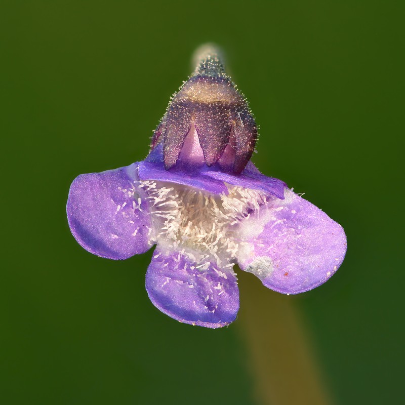 Common Butterwort