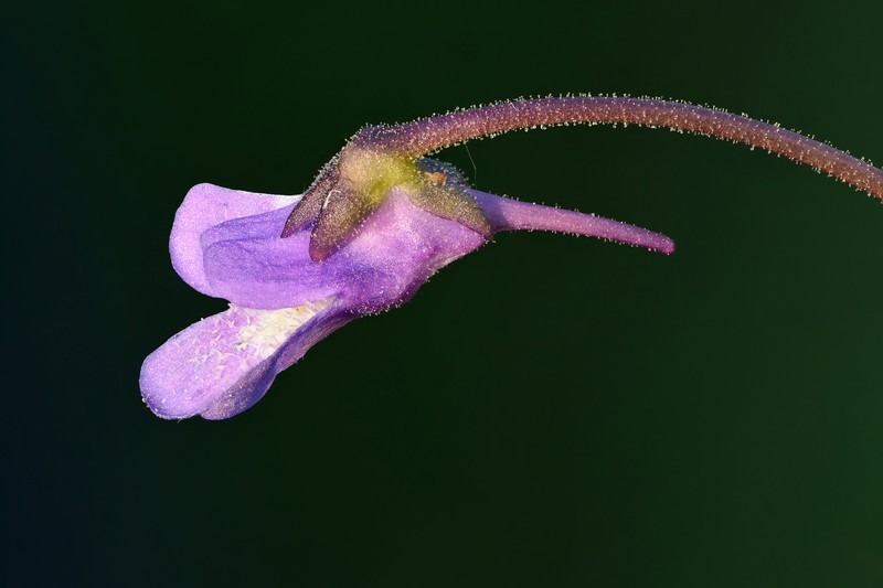 Common Butterwort photo 3