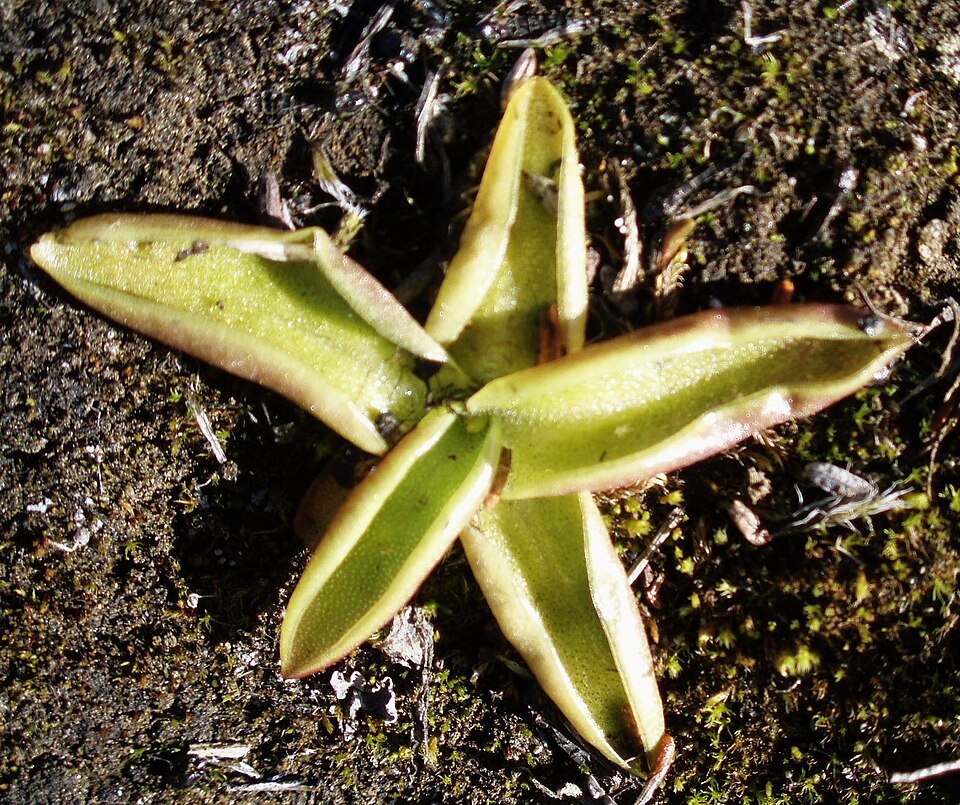 Common Butterwort photo 4