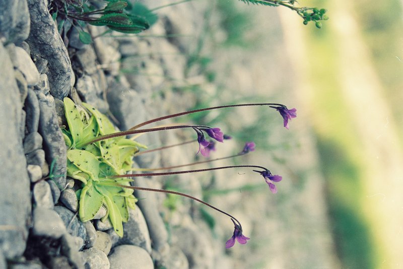 Common Butterwort photo 5