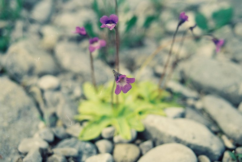 Common Butterwort photo 6