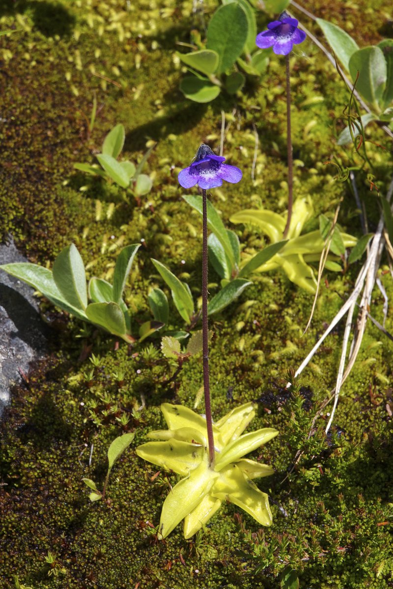 Common Butterwort photo 7