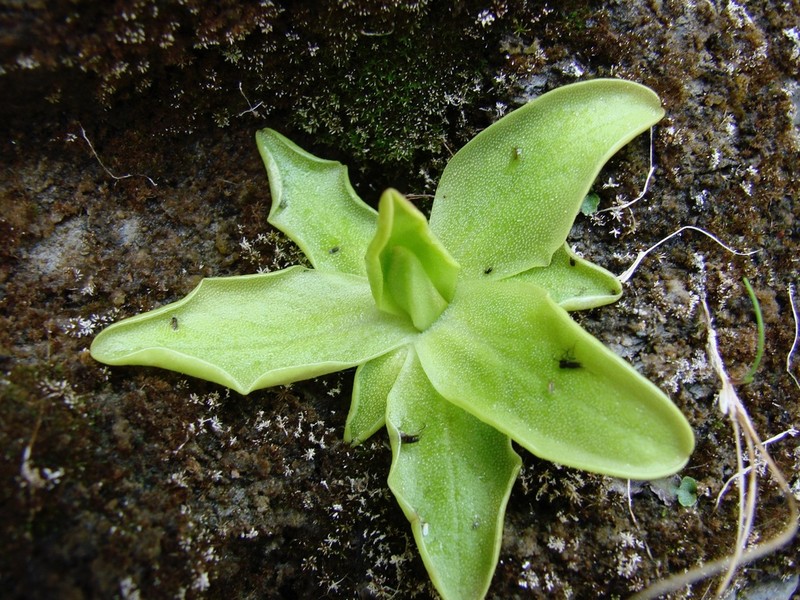 Common Butterwort photo 8