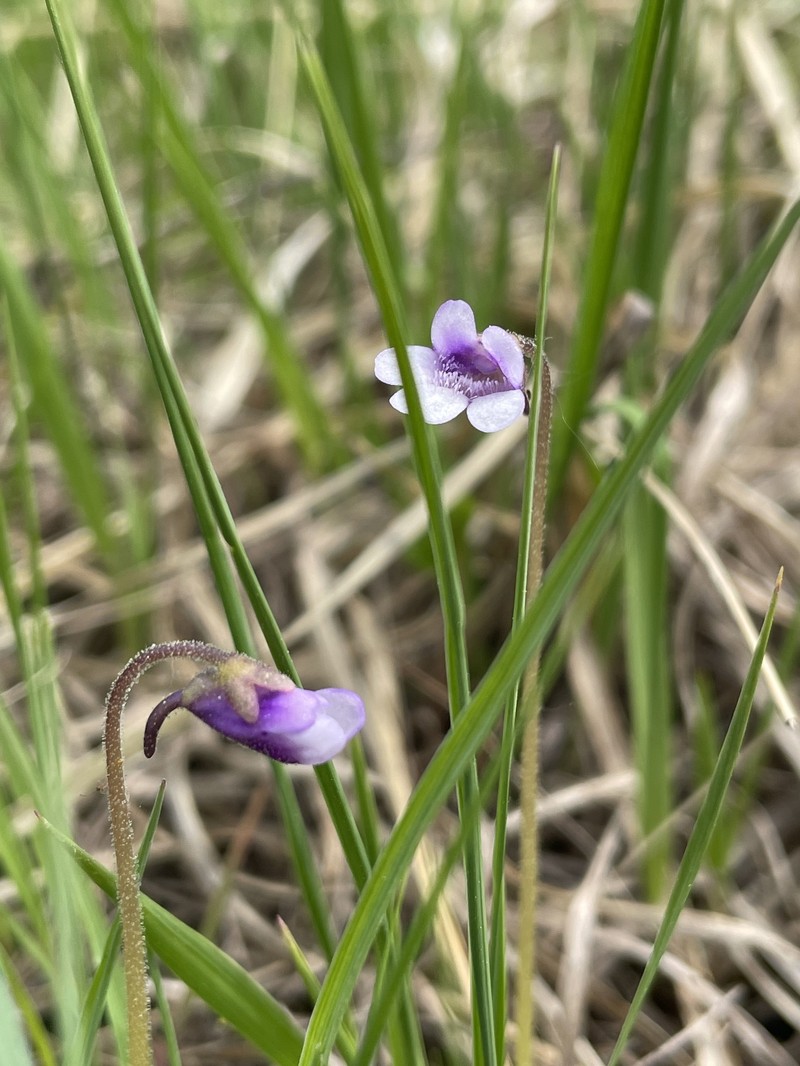 Pinguicula vulgaris f. bicolor
