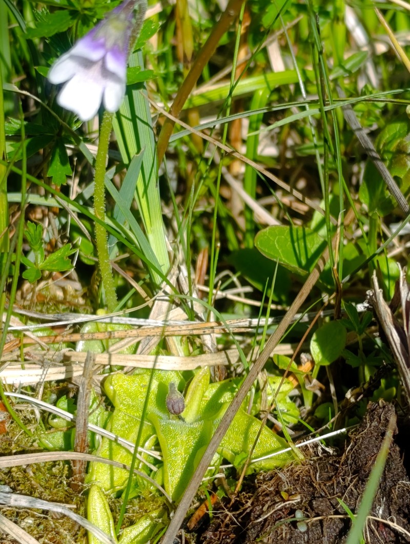 Pinguicula vulgaris f. bicolor photo 2