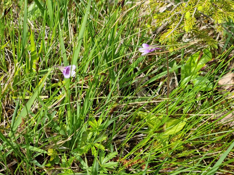 Pinguicula vulgaris f. bicolor photo 3