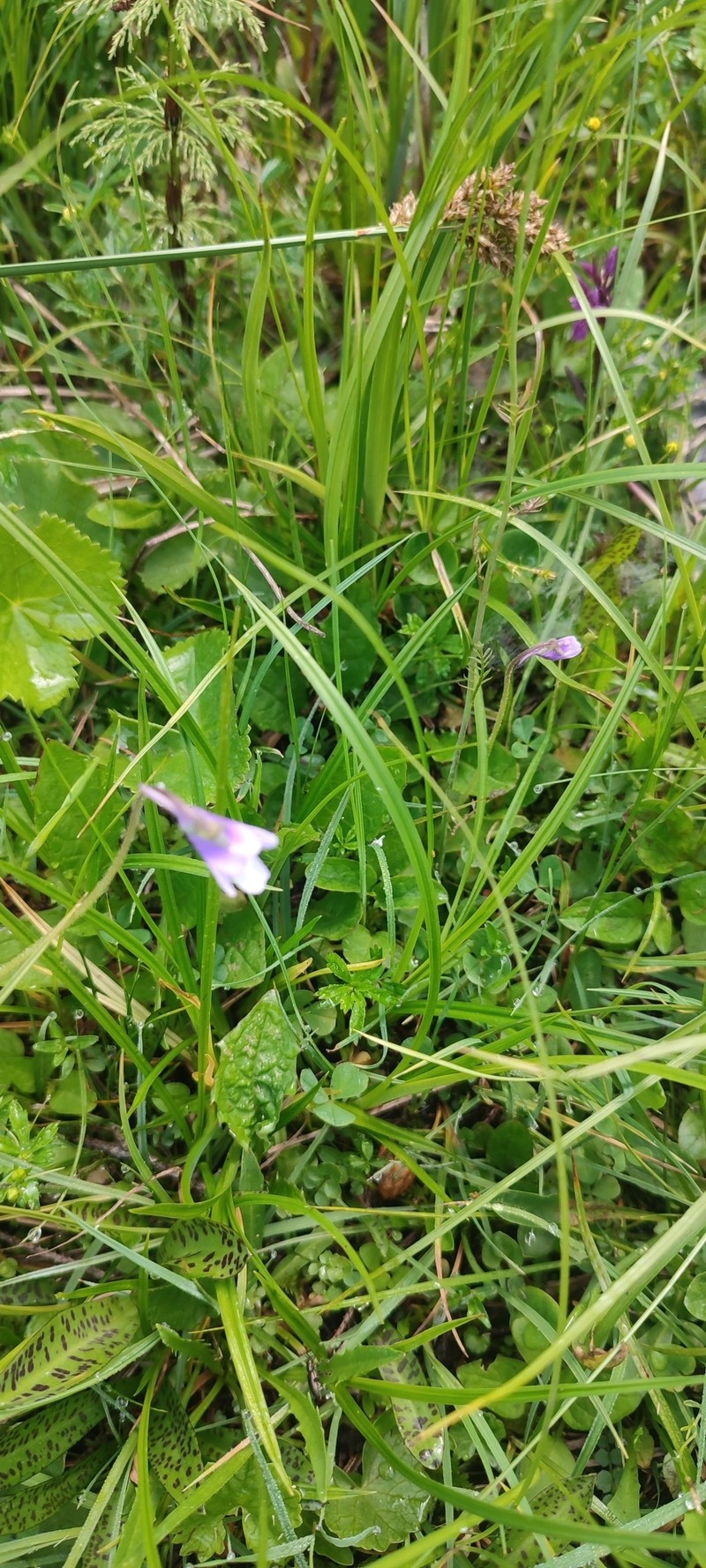 Pinguicula vulgaris f. bicolor photo 4
