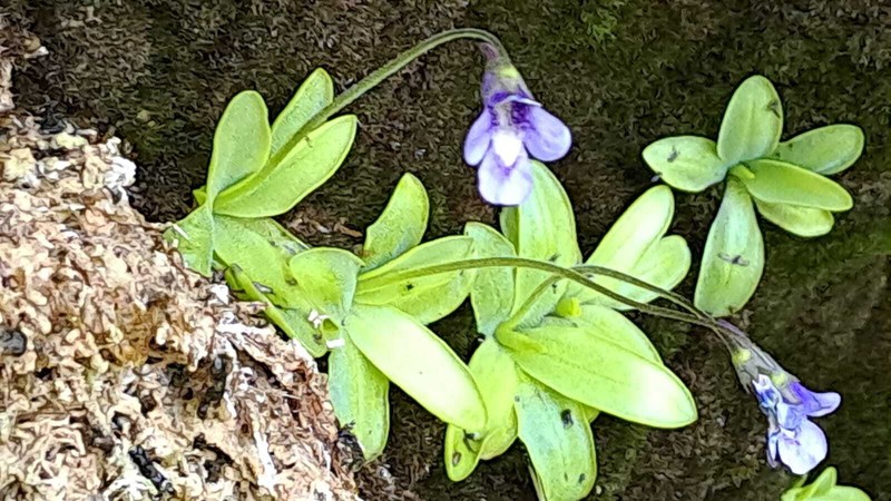 Pinguicula vulgaris subsp. anzalonei