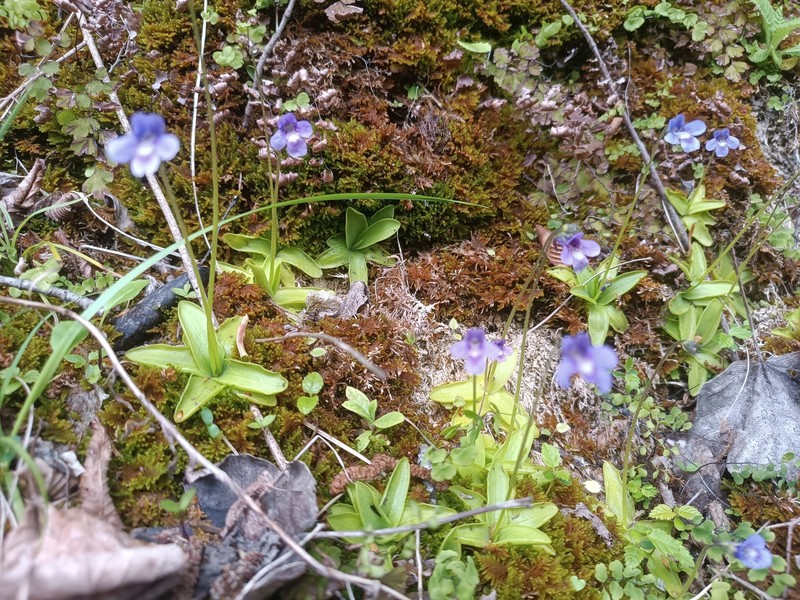 Pinguicula vulgaris subsp. anzalonei photo 2