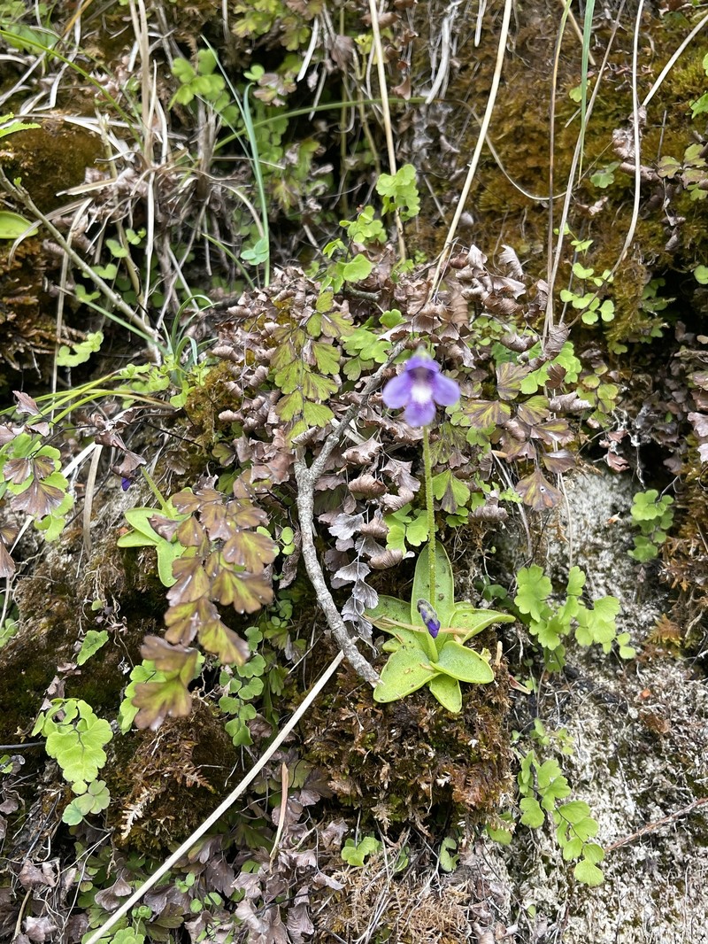 Pinguicula vulgaris subsp. anzalonei photo 3