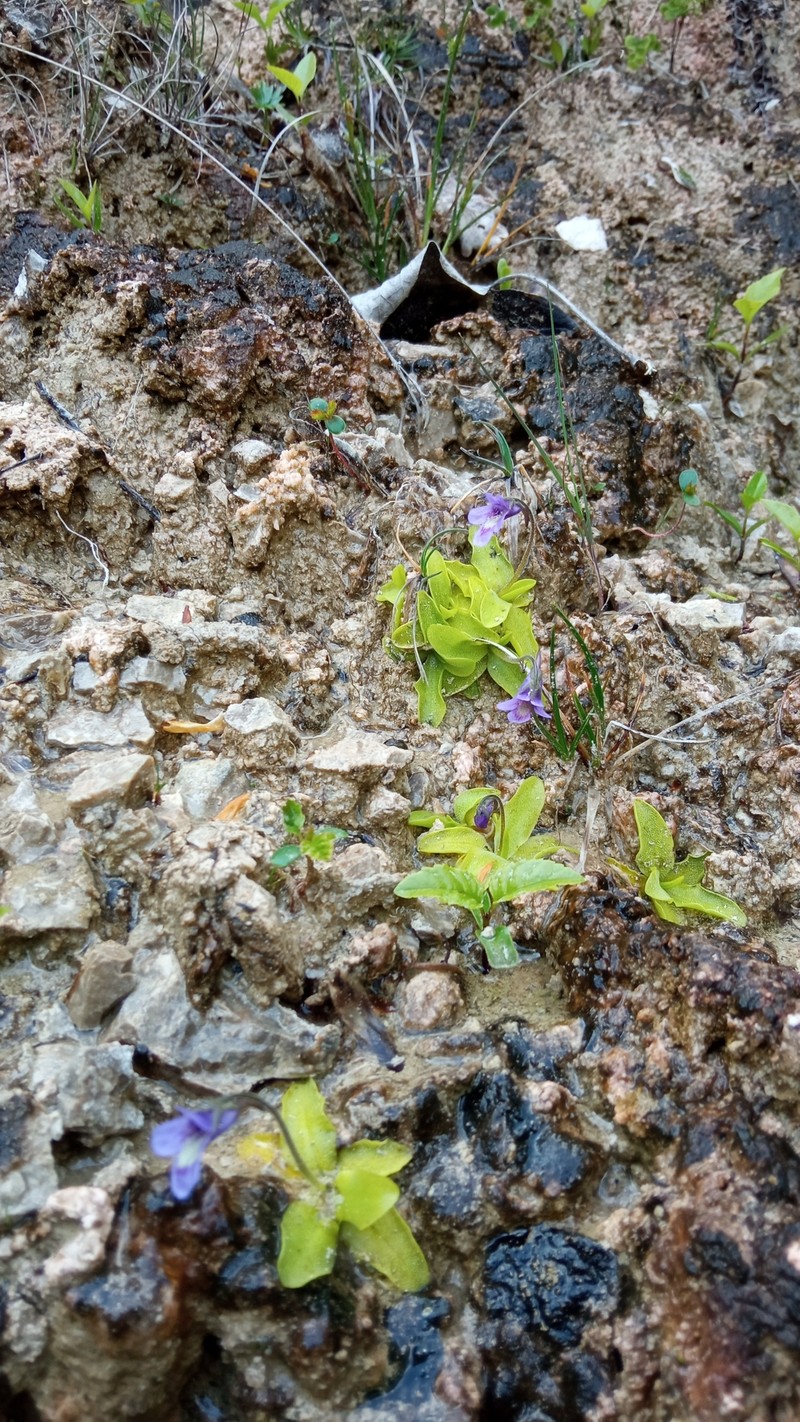 Pinguicula vulgaris subsp. anzalonei photo 4