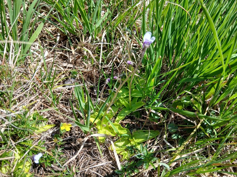 Pinguicula vulgaris subsp. bohemica