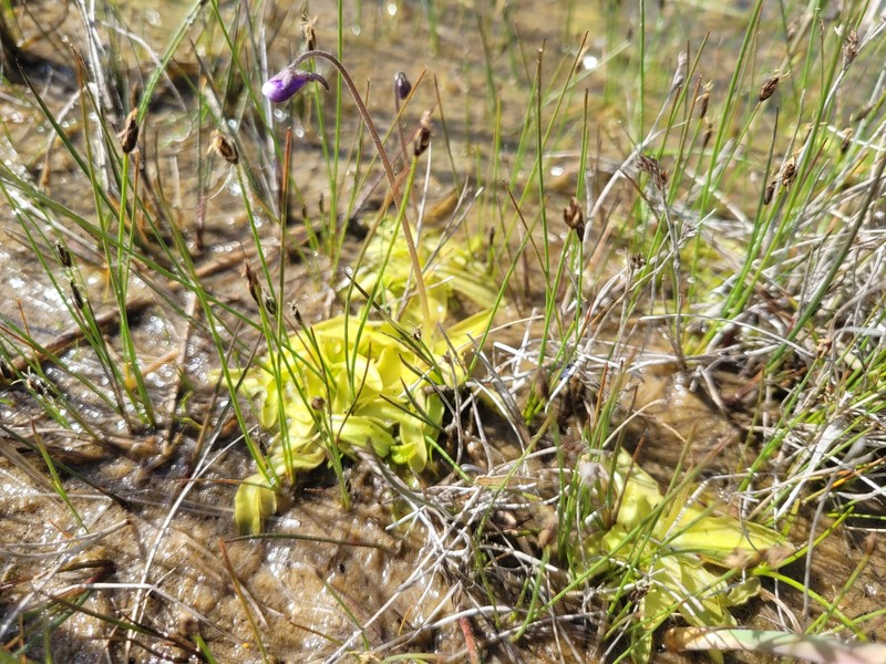 Pinguicula vulgaris subsp. bohemica photo 2