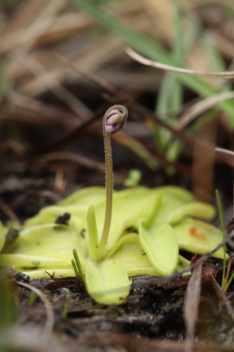 Pinguicula vulgaris subsp. bohemica photo 3
