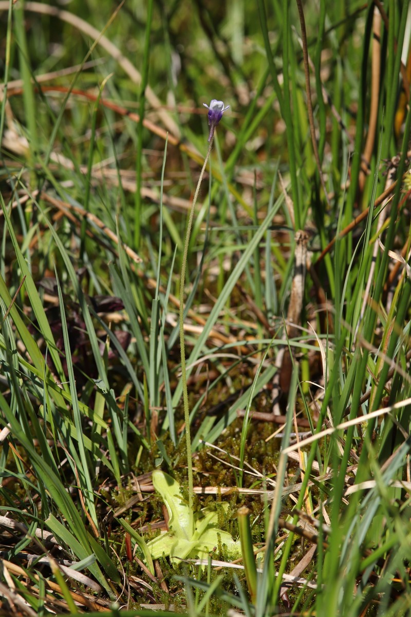 Pinguicula vulgaris subsp. bohemica photo 4