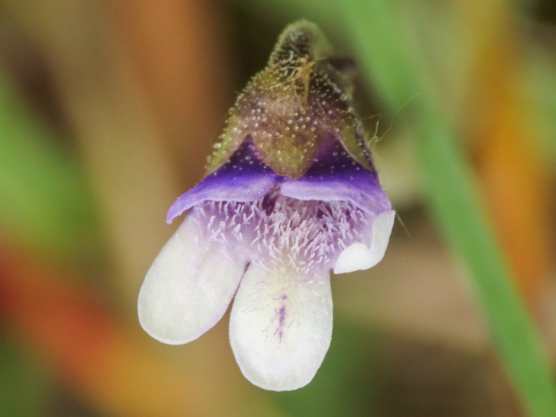 Pinguicula vulgaris subsp. vestina