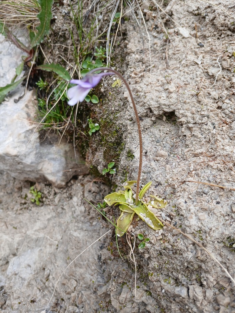 Pinguicula vulgaris subsp. vestina photo 2