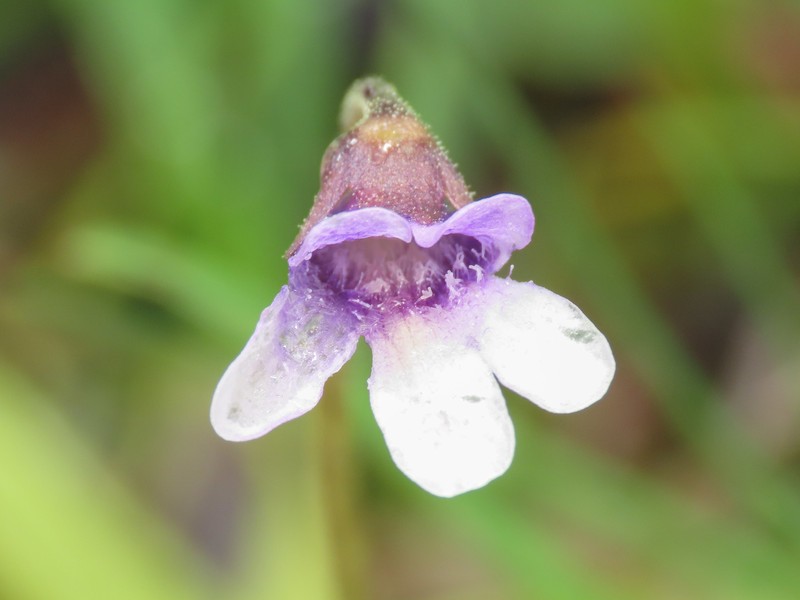 Pinguicula vulgaris subsp. vestina photo 3