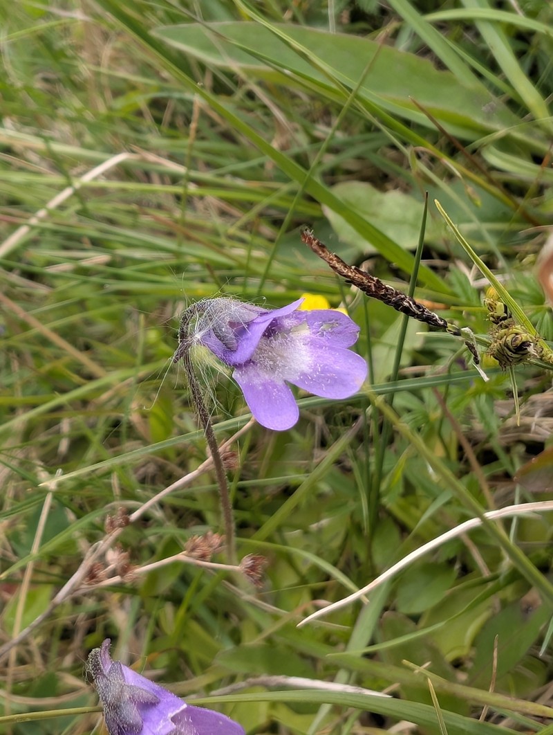 Pinguicula vulgaris subsp. vulgaris