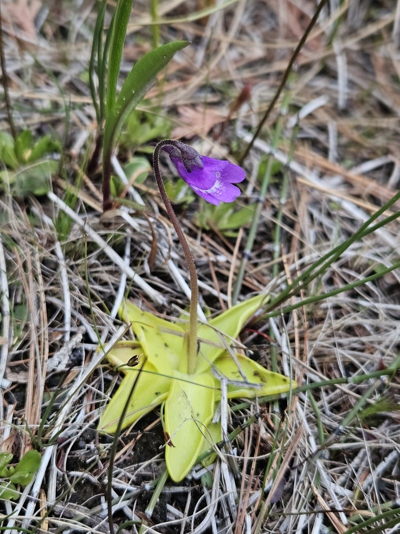 Pinguicula vulgaris subsp. vulgaris photo 2