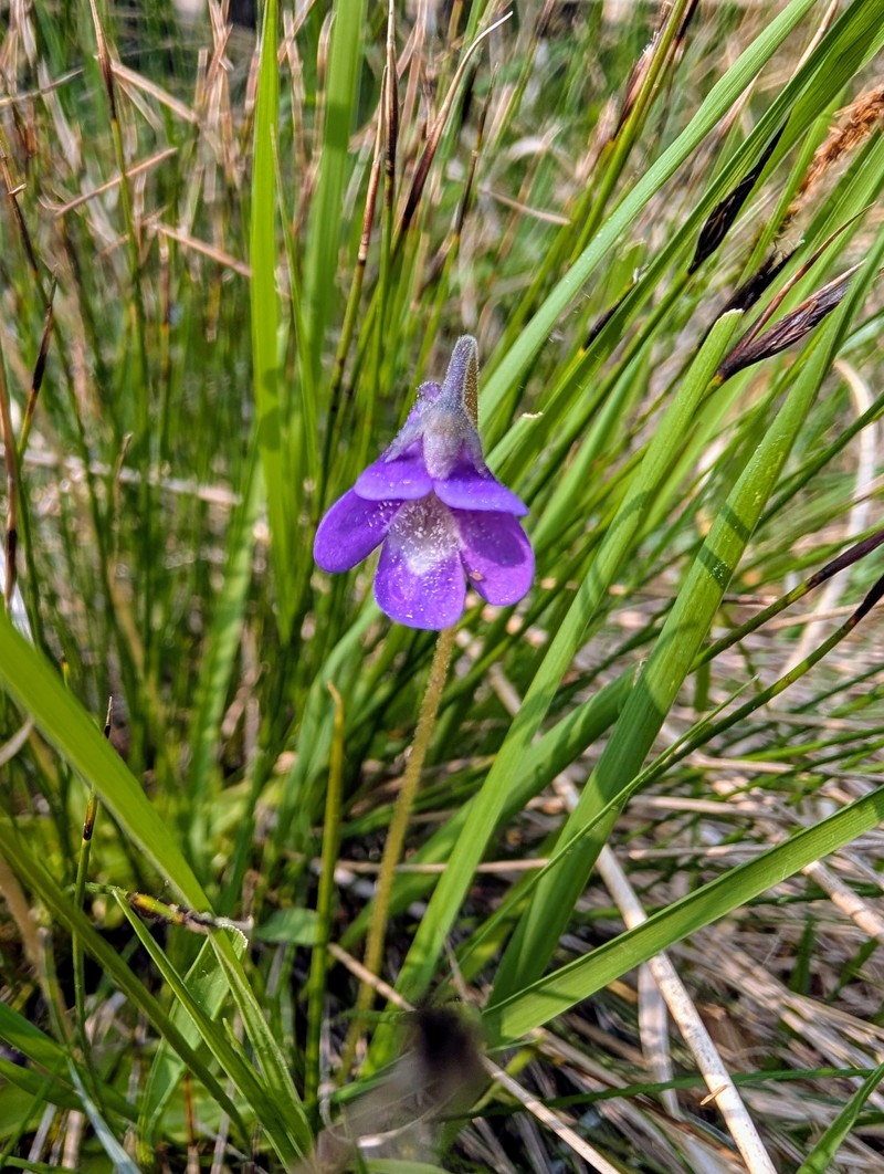 Pinguicula vulgaris subsp. vulgaris photo 3
