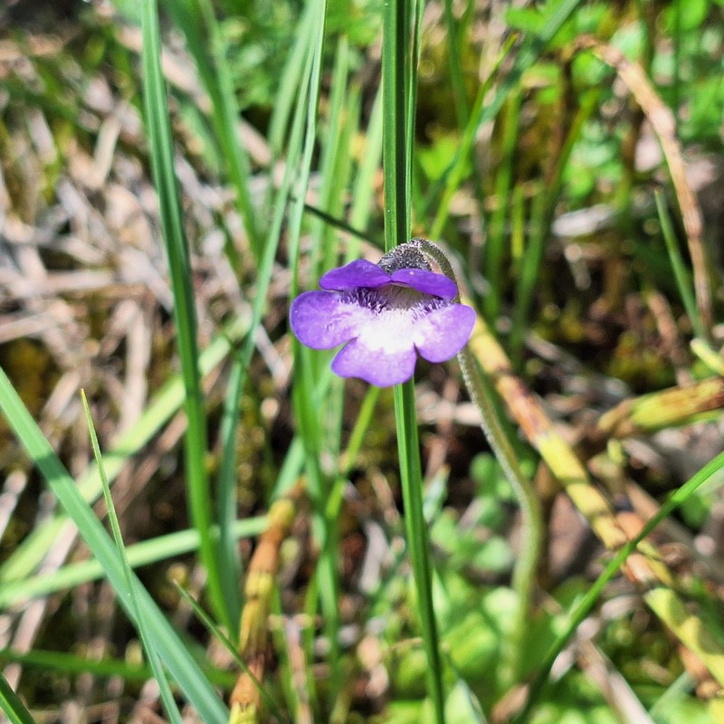 Pinguicula vulgaris subsp. vulgaris photo 4