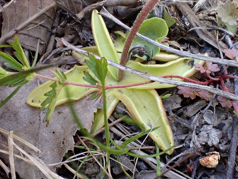 Pinguicula vulgaris subsp. vulgaris photo 5