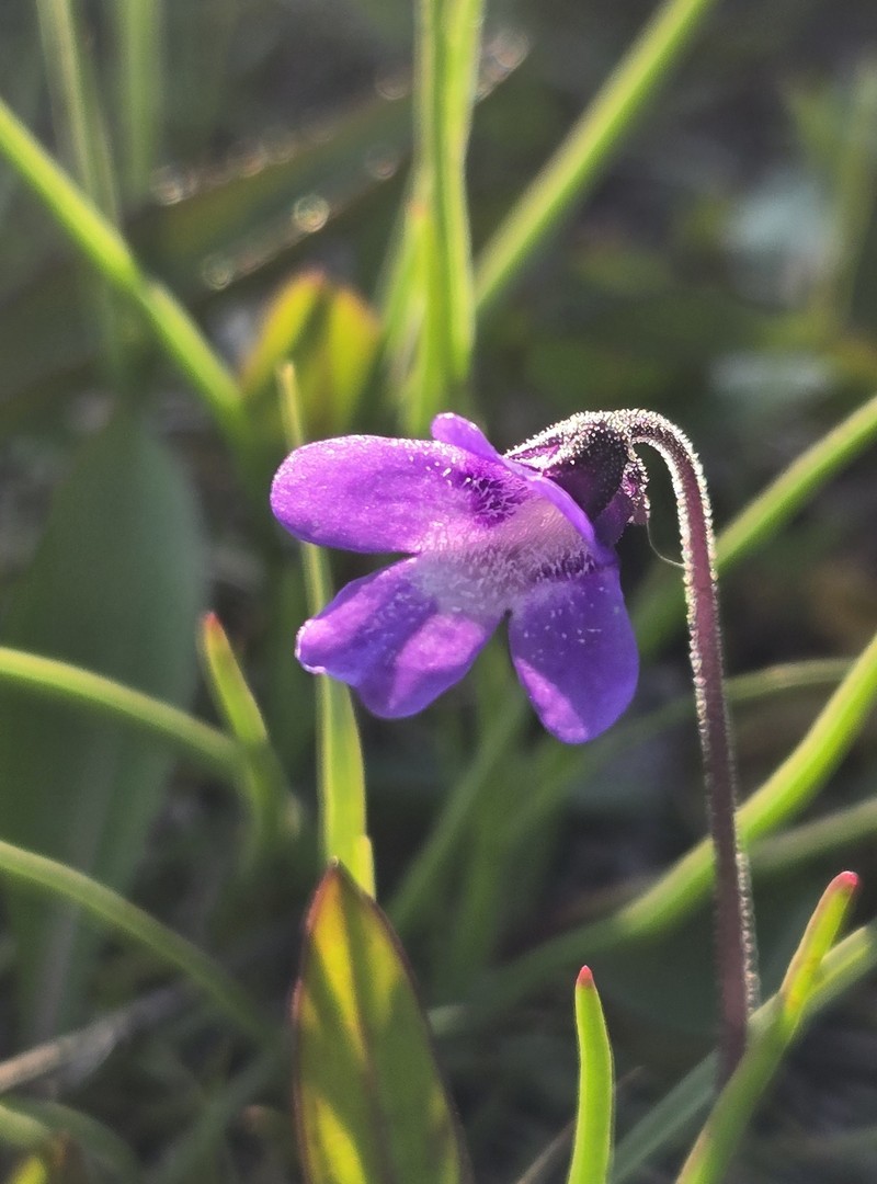 Pinguicula vulgaris subsp. vulgaris photo 6