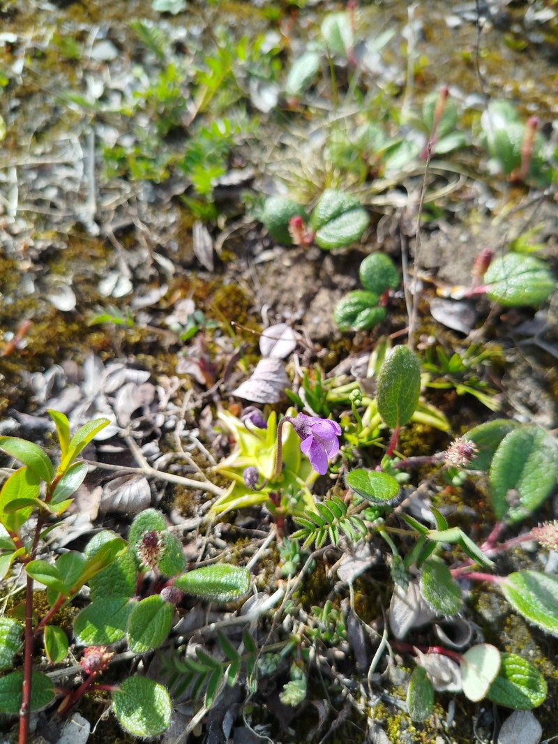 Pinguicula vulgaris subsp. vulgaris photo 7