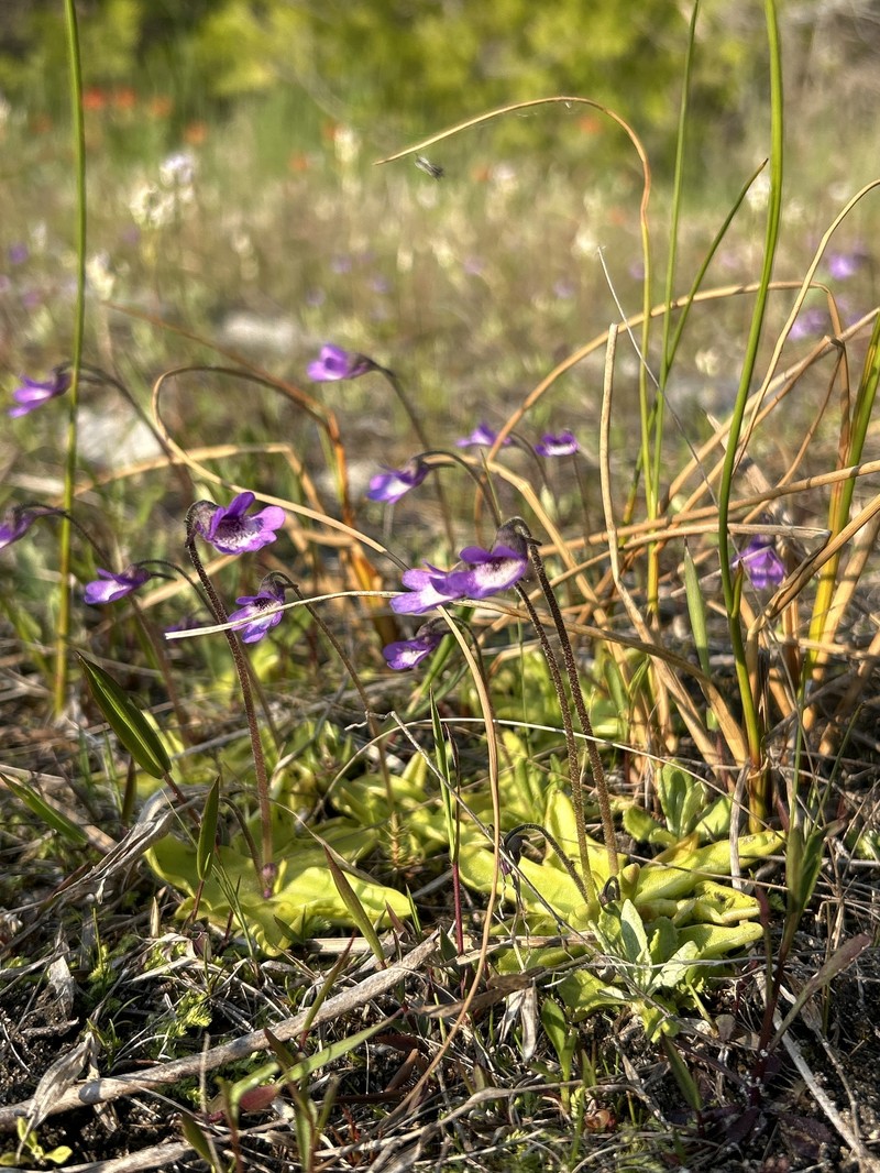 Pinguicula vulgaris subsp. vulgaris photo 8