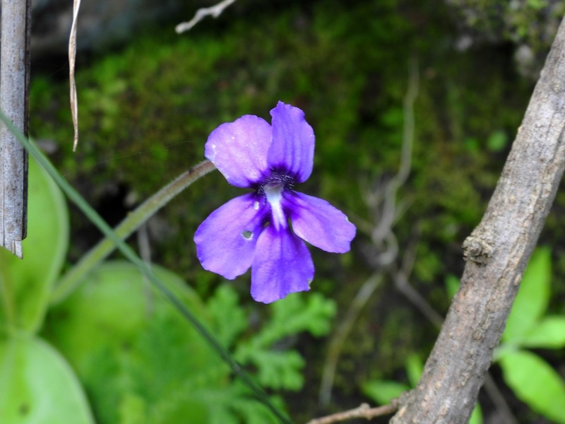 Pinguicula zecheri
