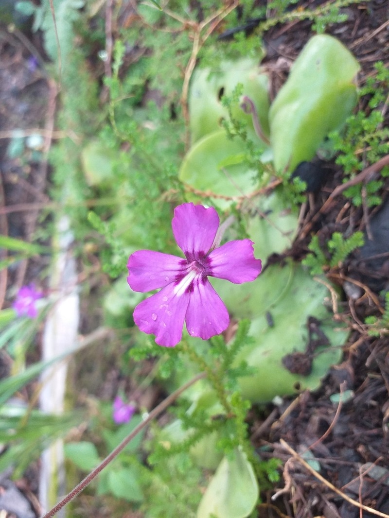 Pinguicula zecheri photo 3