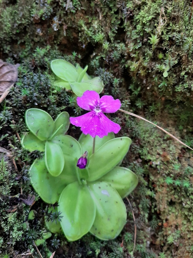 Pinguicula zecheri photo 5