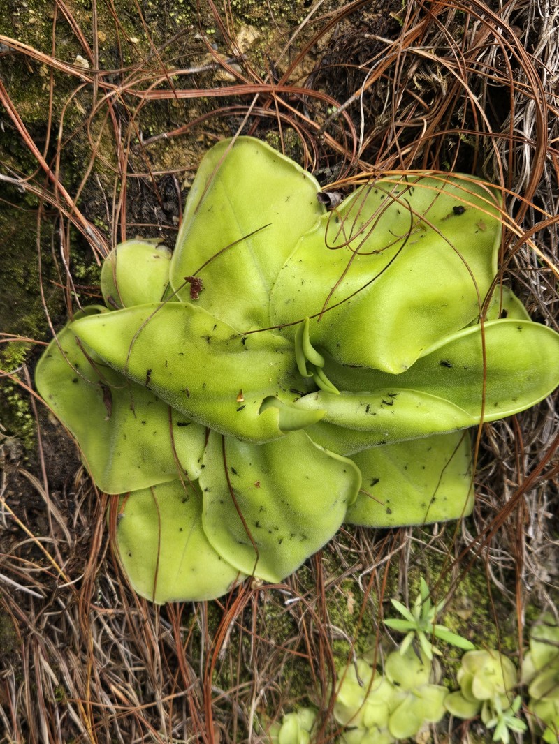 Pinguicula zecheri photo 6