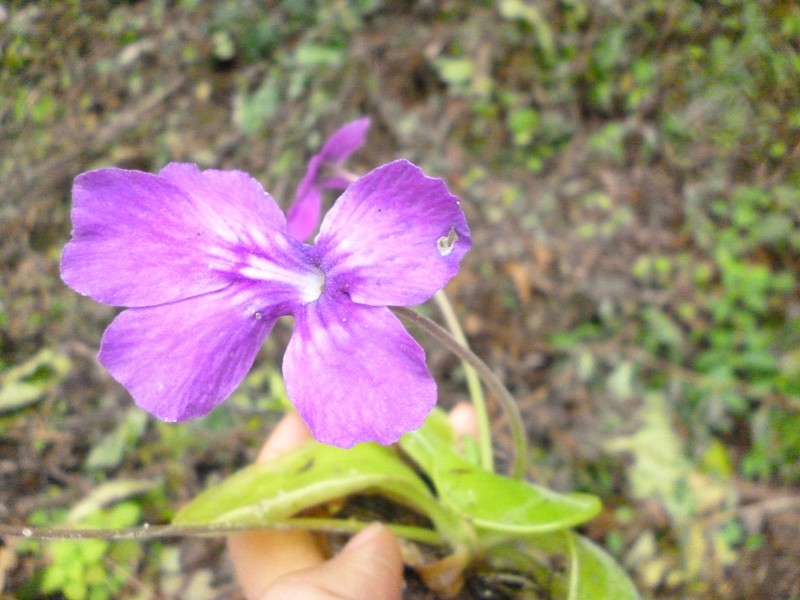 Pinguicula zecheri photo 7