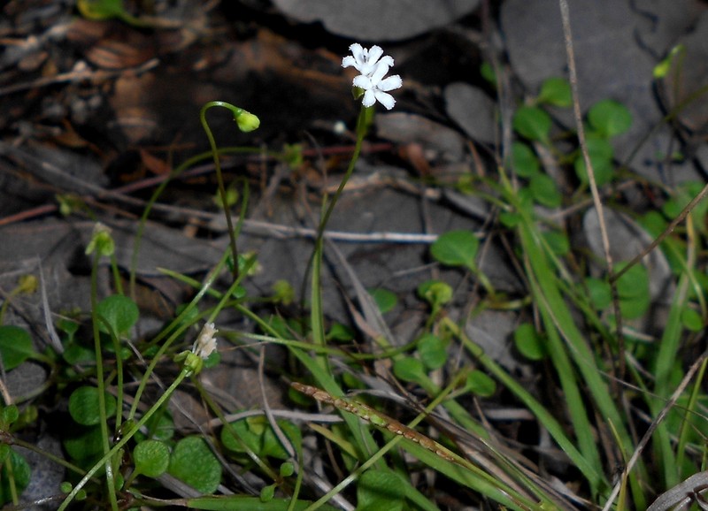Pinillosia berteroi photo 3