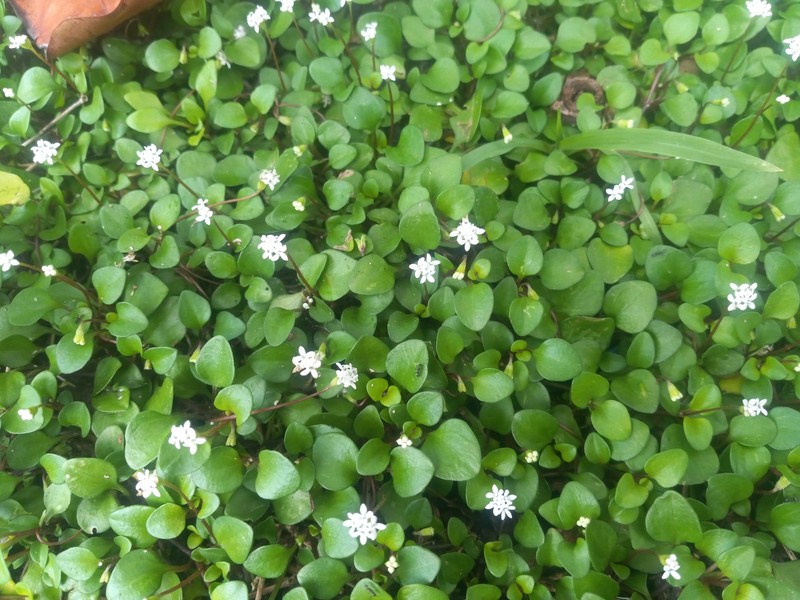 Pinillosia berteroi photo 5