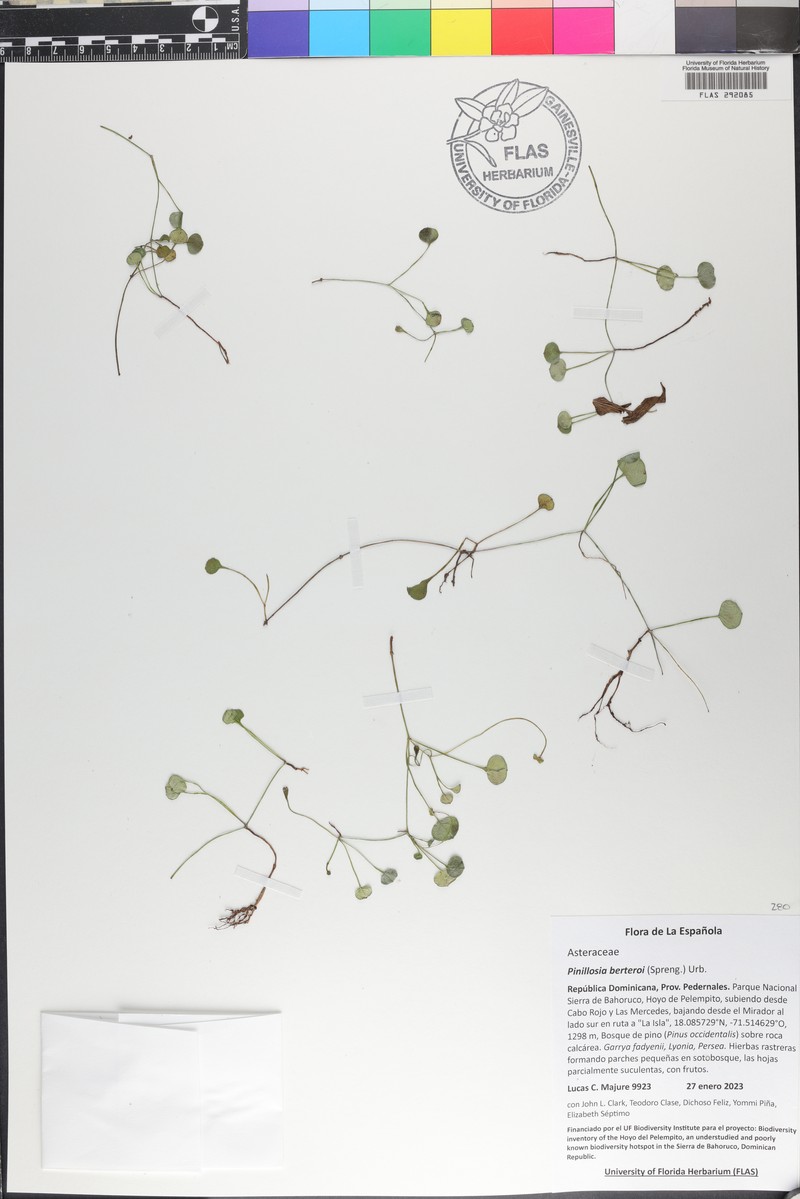 Pinillosia berteroi photo 6