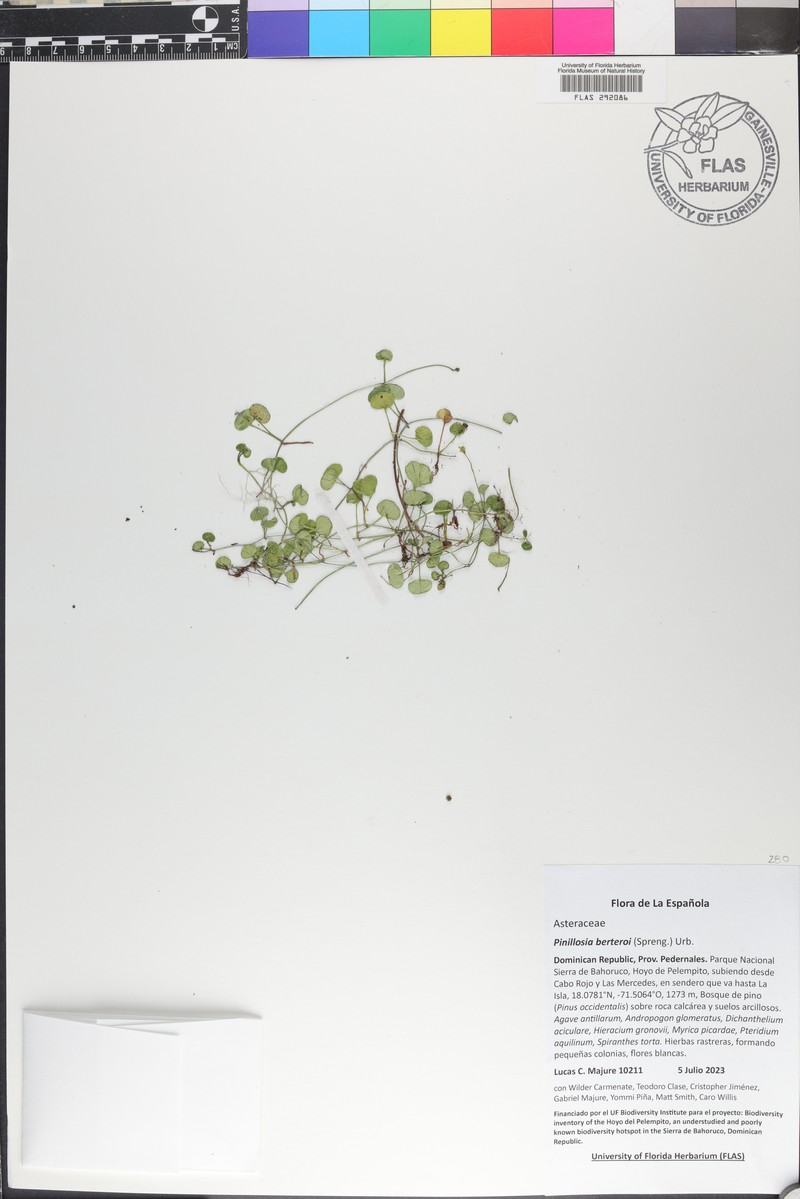 Pinillosia berteroi photo 7
