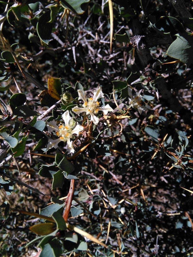 Pinnasa amabilis photo 3