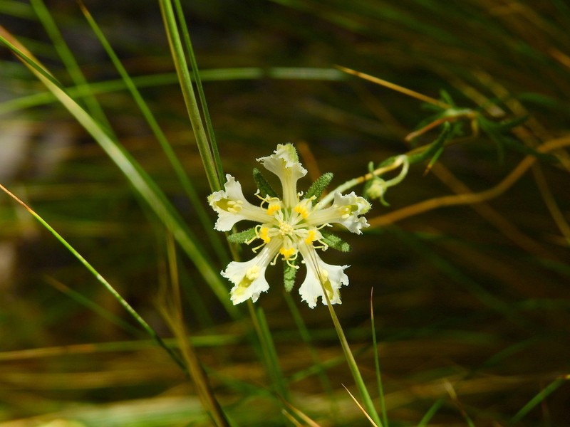 Pinnasa amabilis photo 4