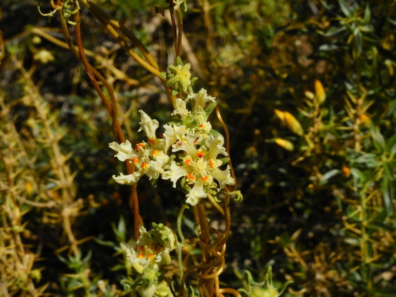 Pinnasa amabilis photo 6