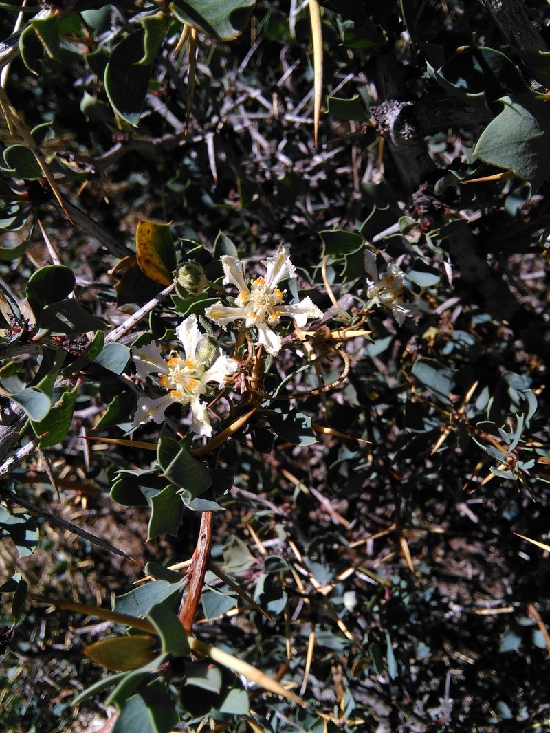 Pinnasa amabilis photo 7