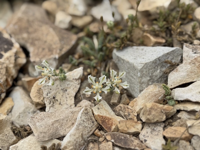 Pinnasa kurtzii photo 3