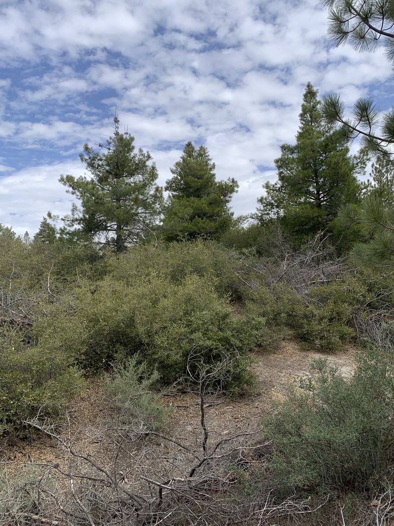 Pinus × attenuradiata